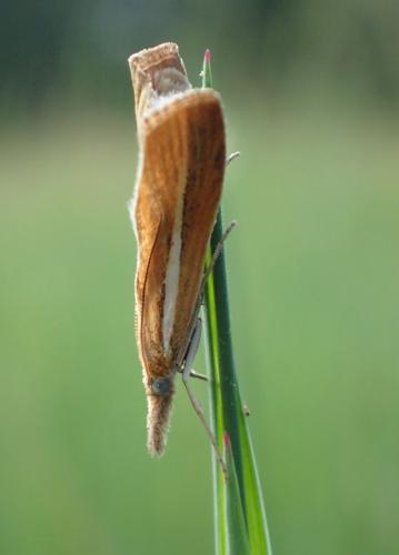 Réf. 297 911 : Agriphila tristella